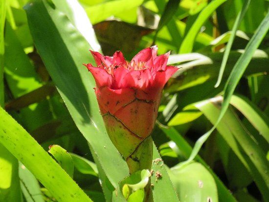 Sítio Roberto Burle Marx